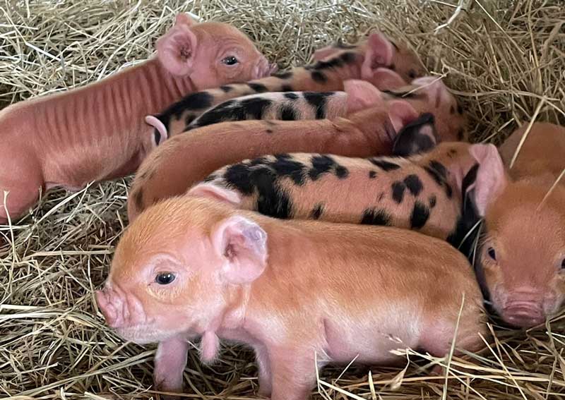 Carousel Slide 3: Farm animal veterinarians