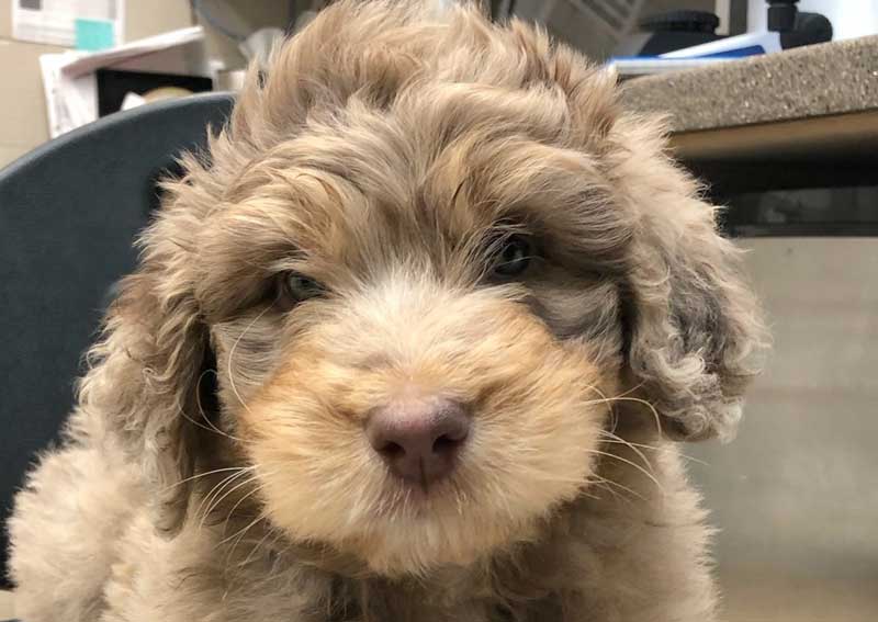 Carousel Slide 5: Puppy and kitten visits